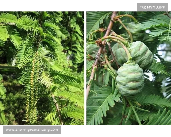 如何识别被誉为活化石的树种及其独特特征分析 如何识别被誉为活化石的树种及其独特特征分析