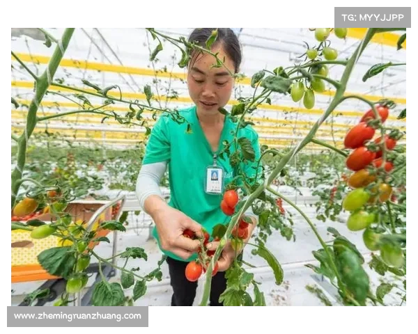 高地红石榴的成功秘诀探索：如何打造丰收的农业奇迹